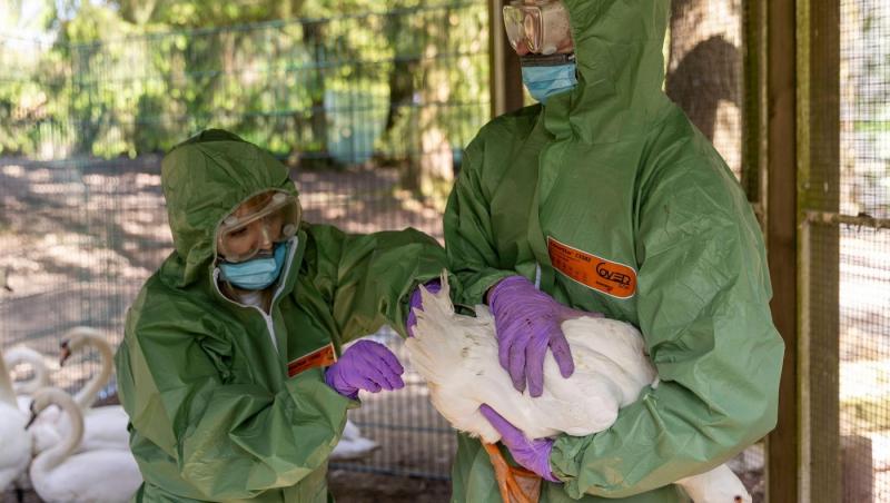 OMS anunţă primul deces provocat de gripa aviară H5N2, la om. Bărbatul de 59 de ani nu intrase în contact cu păsări de curte sau alte animale