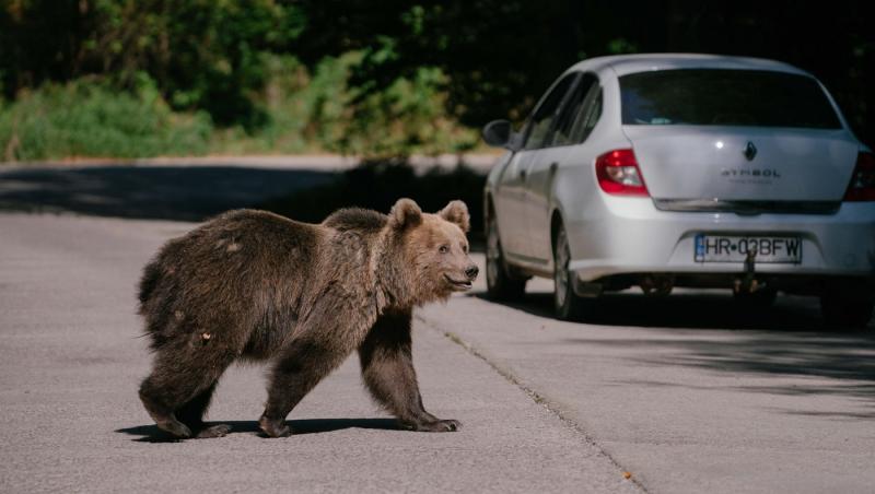 Ministrul Mediului, după cazul tinerei ucise de urs: Populaţia de urs brun, scăpată de sub control. Trebuie eutanasiaţi sau împuşcaţi