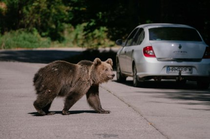 Ministrul mediului: Populaţia de urs brun, scăpată de sub control. Trebuie eutanasiaţi sau împuşcaţi