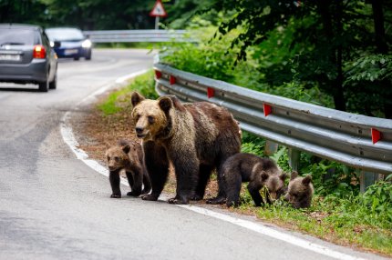 Ce trebuie să ştii dacă te întâlneşti cu ursul în pădure. Obiectele care l-ar putea speria