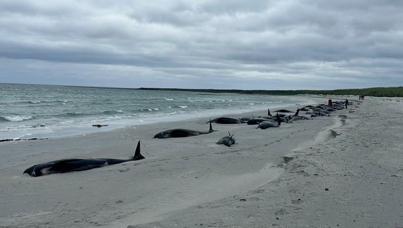 65 de balene-pilot au murit, după ce au eşuat în masă pe o plajă din Insula Sanday din Scoţia