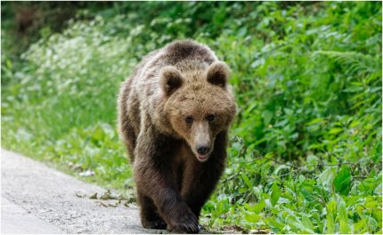 Dresoare de animale, ucisă de urs în Sankt Petersburg. Animalul era folosit în spectacolele de la circ