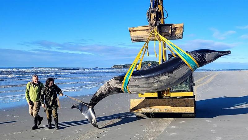 O raritate, nemaivăzută de nimeni aflat în viaţă, a fost descoperită pe o plajă din Noua Zeelandă. Au început testele ADN