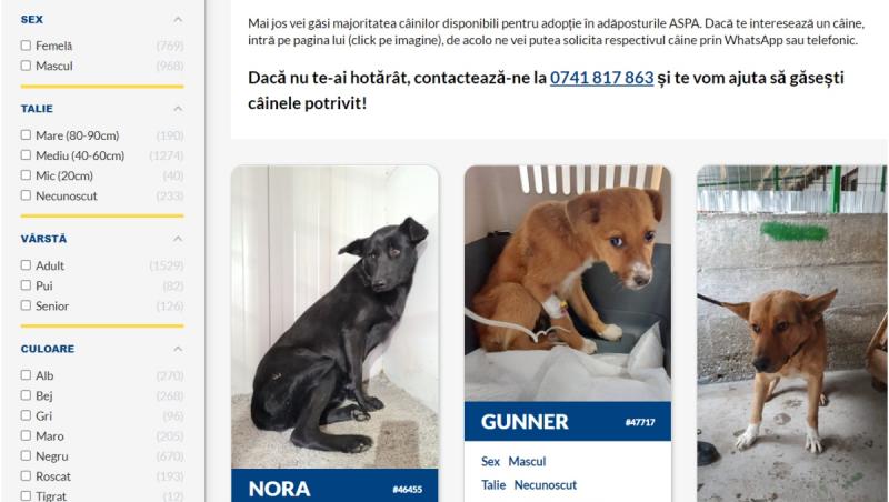Catalogul online al câinilor fără stăpân din adăposturile ASPA a fost lansat. Aproape 2.000 de suflete îşi caută o familie iubitoare
