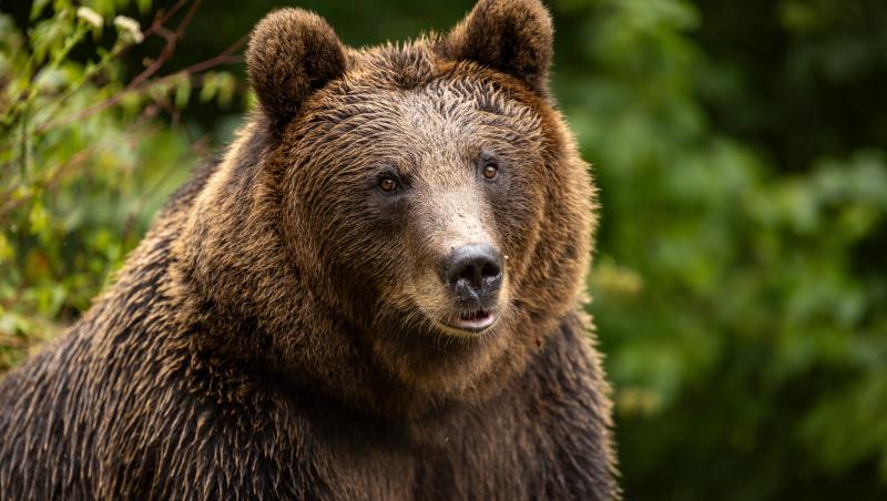 Bărbat atacat de urs, în Bistrița-Năsăud. A scăpat cu viaţă, dar nu nevătămat