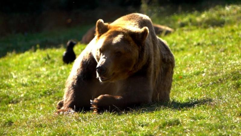 Activiştii italieni au oprit uciderea unui urs ce atacase un turist. Au spus instanţei că animalul poate fi transferat în România