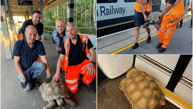 Cum a reuşit o țestoasă să provoace haos pe căile ferate din UK, după ce a evadat din curtea proprietarului