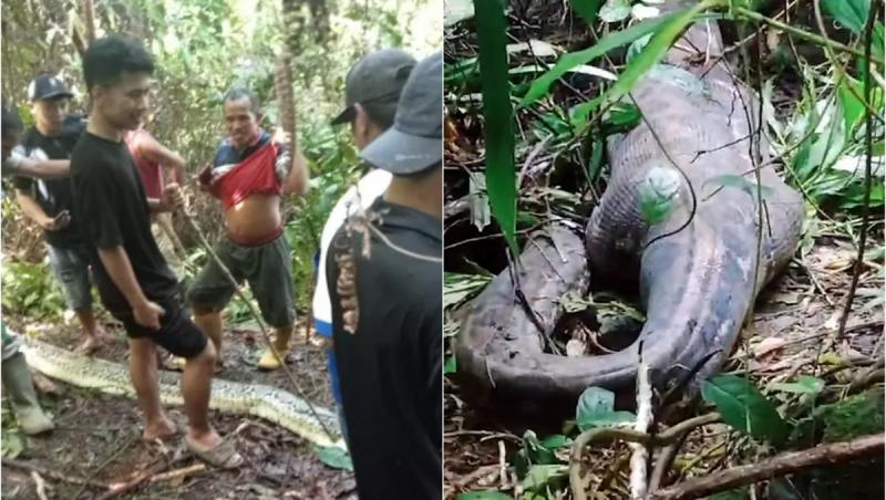 A plecat să-și caute soția, după un apel tulburător. I-a găsit picioarele ieșind din gura unui piton, în jungla Indoneziană: "Cadavrul intact, oasele zdrobite"