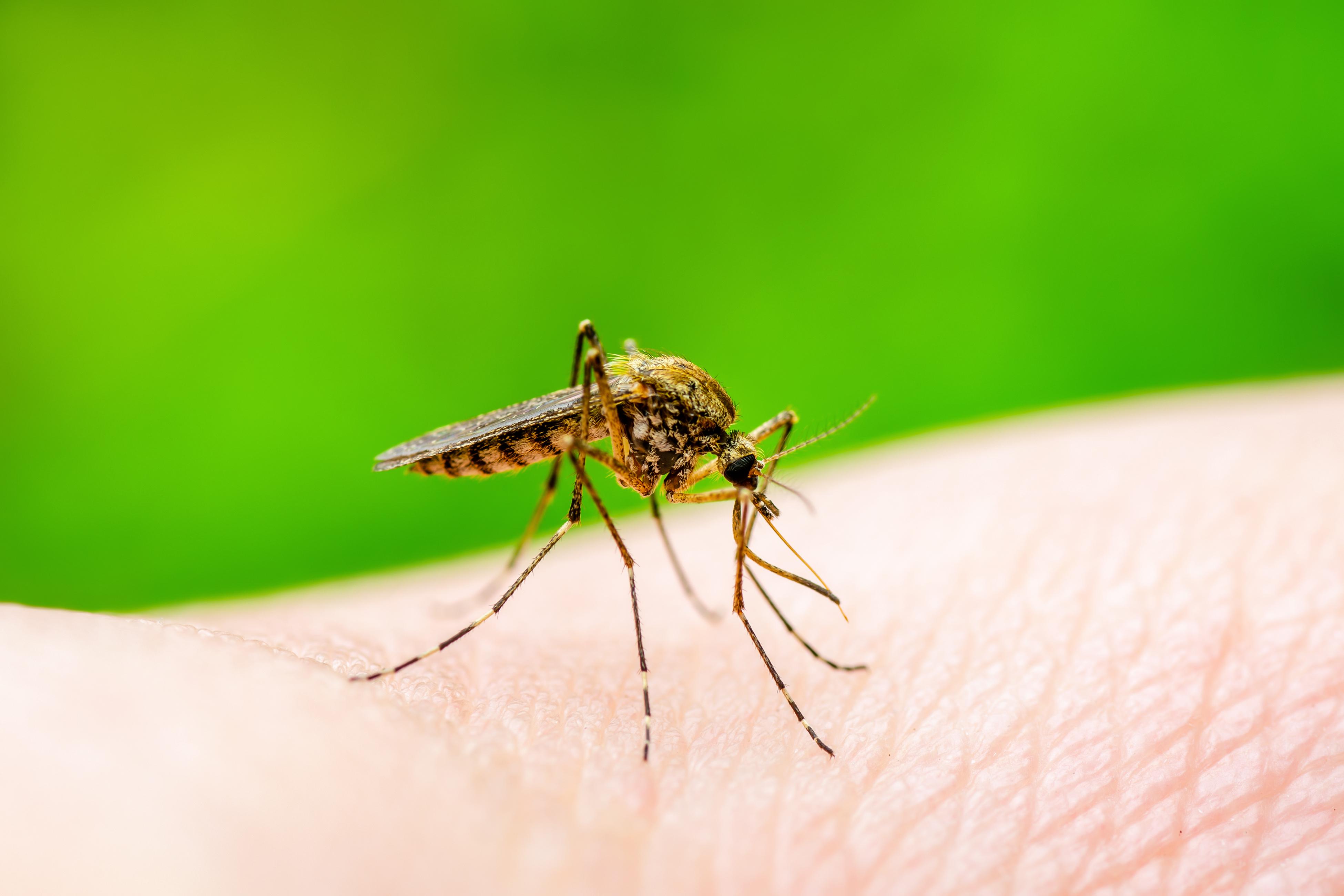 A fost confirmat al doilea caz de infectare cu virusul West Nile. Bărbat din Mureș, internat cu encefalită virală acută