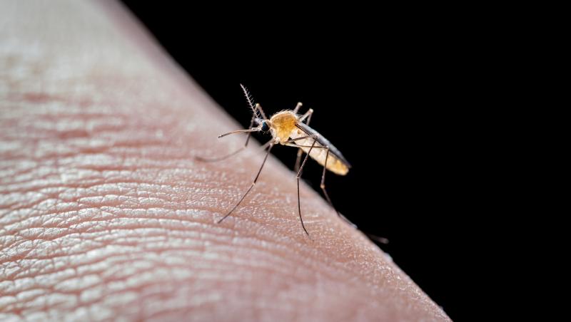 Trei cazuri de infecţie cu West Nile în Suceava. Un pacient a decedat, altul este în stare gravă