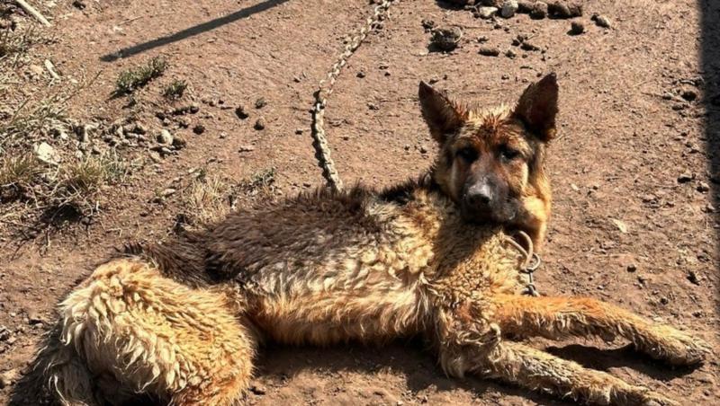 Amenda primită de un bărbat din Bihor, care şi-a chinuit cumplit câinele. În ce stare a fost găsit ciobănescul german