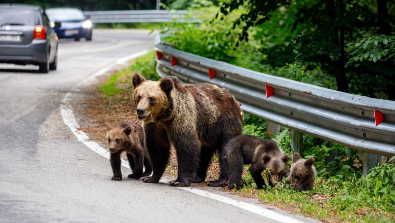 Bărbat atacat de urs la Cetăţuia. Are mandibula ruptă și mușcături pe față, brațe și picioare