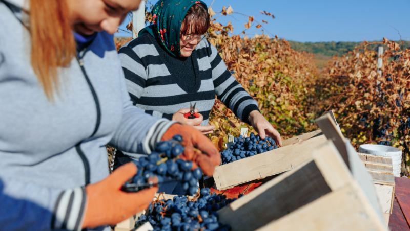 Afacerea ocolită de efectele caniculei. Producătorii europeni au început să culeagă roadele mai devreme, la o calitate mai bună