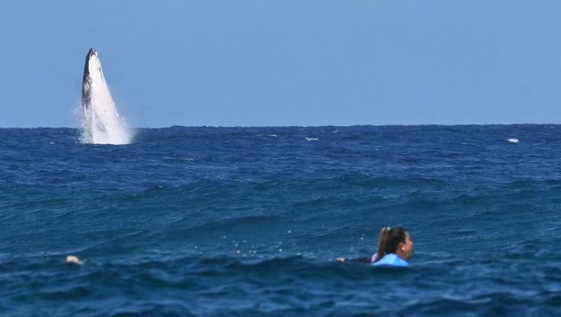 O balenă a apărut în primul rând la semifinalele probei de surfing de la JO 2024. A lăsat oamenii cu gura căscată înainte de a dispărea