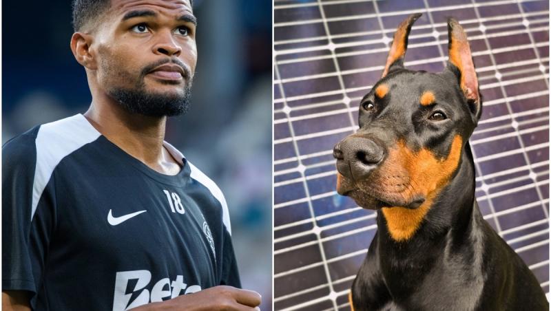 Câinele doberman al fotbalistului FCSB Malcom Edjouma a sărit la o fetiţă într-un parc din Bucureşti