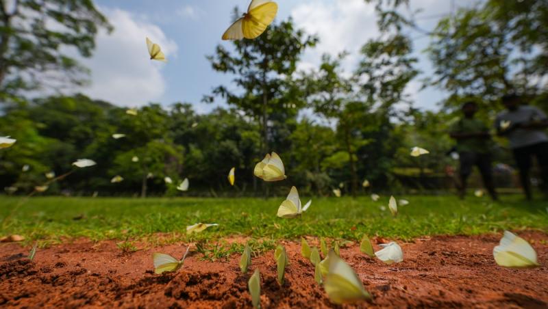 Doi italieni, tată şi fiu, amendaţi cu o sumă uriaşă pentru transport ilegal de insecte protejate. "Hoţii de fluturi" voiau să dea lovitura în Sri Lanka