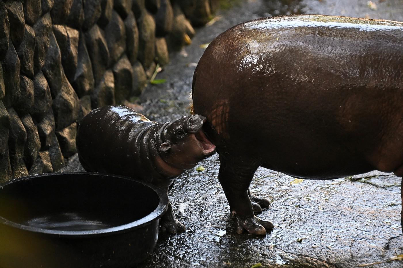 Un pui de hipopotam de la o grădină zoologică din Thailanda, vedetă pe internet. Moo Deng atrage mii de vizitatori zilnic