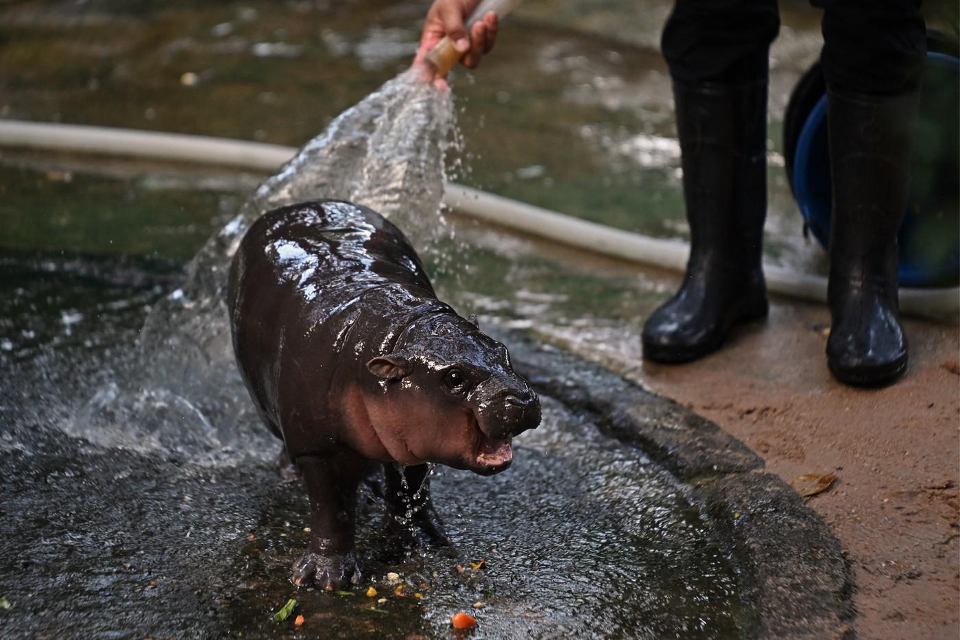 Un pui de hipopotam de la o grădină zoologică din Thailanda, vedetă pe internet. Moo Deng atrage mii de vizitatori zilnic