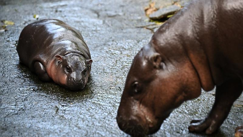 Un pui de hipopotam de la o grădină zoologică din Thailanda, vedetă pe internet. Moo Deng atrage mii de vizitatori zilnic