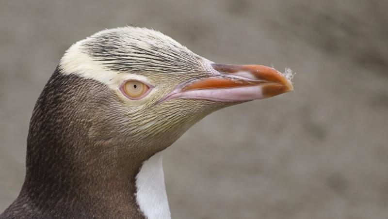 Hoiho, cel mai rar pinguin din lume, e din nou "campion". A fost desemnat "Pasărea Anului" în Noua Zeelandă