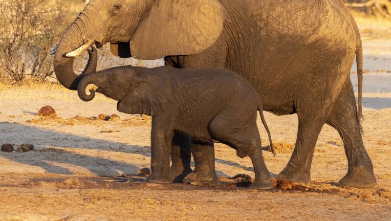 Sute de elefanţi, sacrificaţi pentru a hrăni populația afectată de secetă. Decizia autorităţilor din Zimbabwe