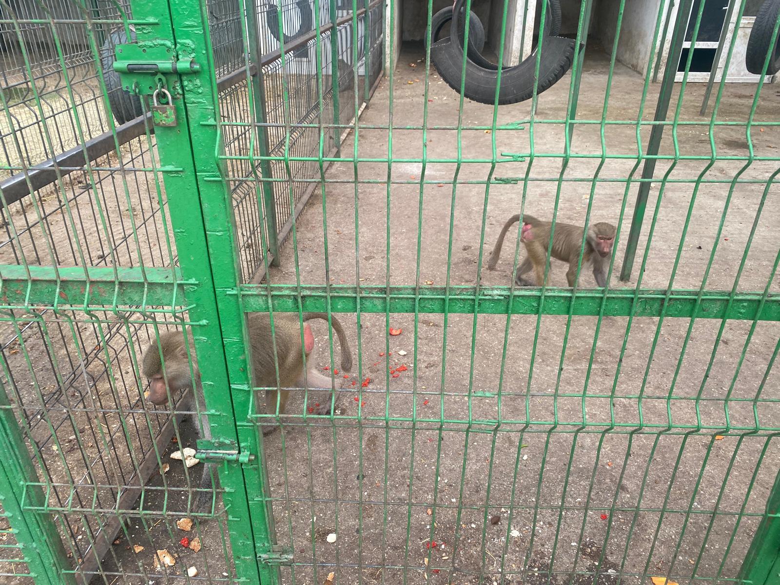 "Grădină zoo" la Nuţu Cămătaru acasă