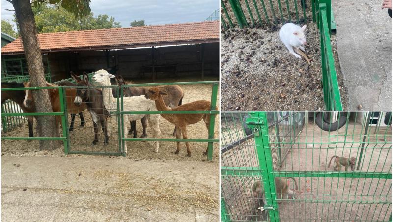 "Grădină zoo" la Nuţu Cămătaru acasă. Poliţiştii au găsit un cangur alb, maimuţe şi o cămilă