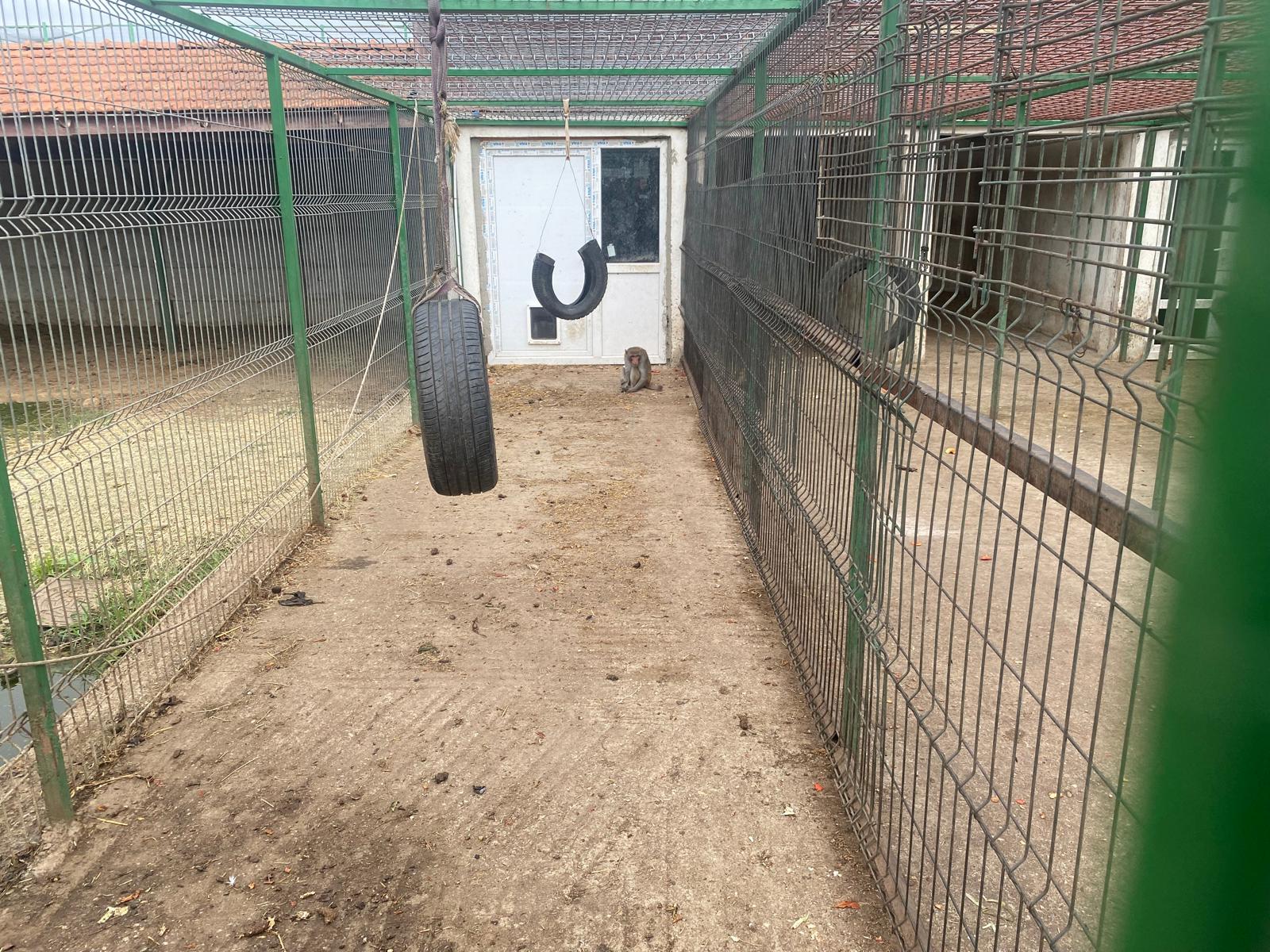 "Grădină zoo" la Nuţu Cămătaru acasă