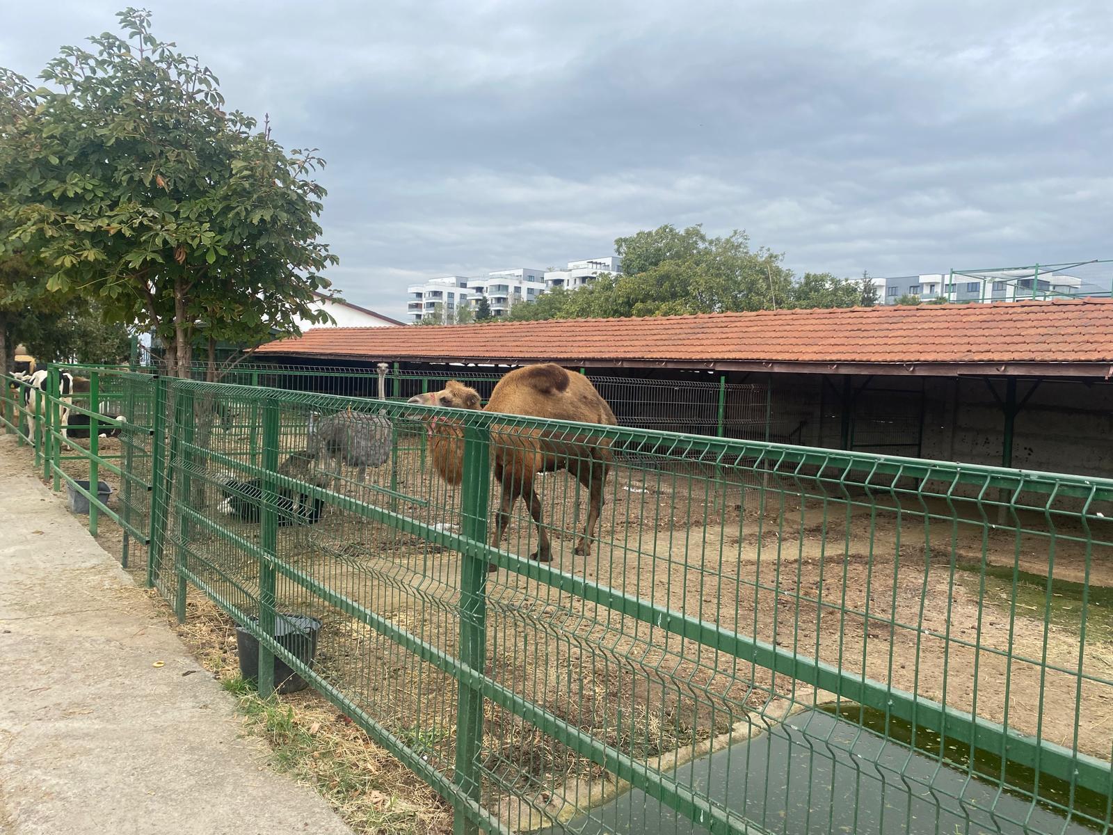 "Grădină zoo" la Nuţu Cămătaru acasă