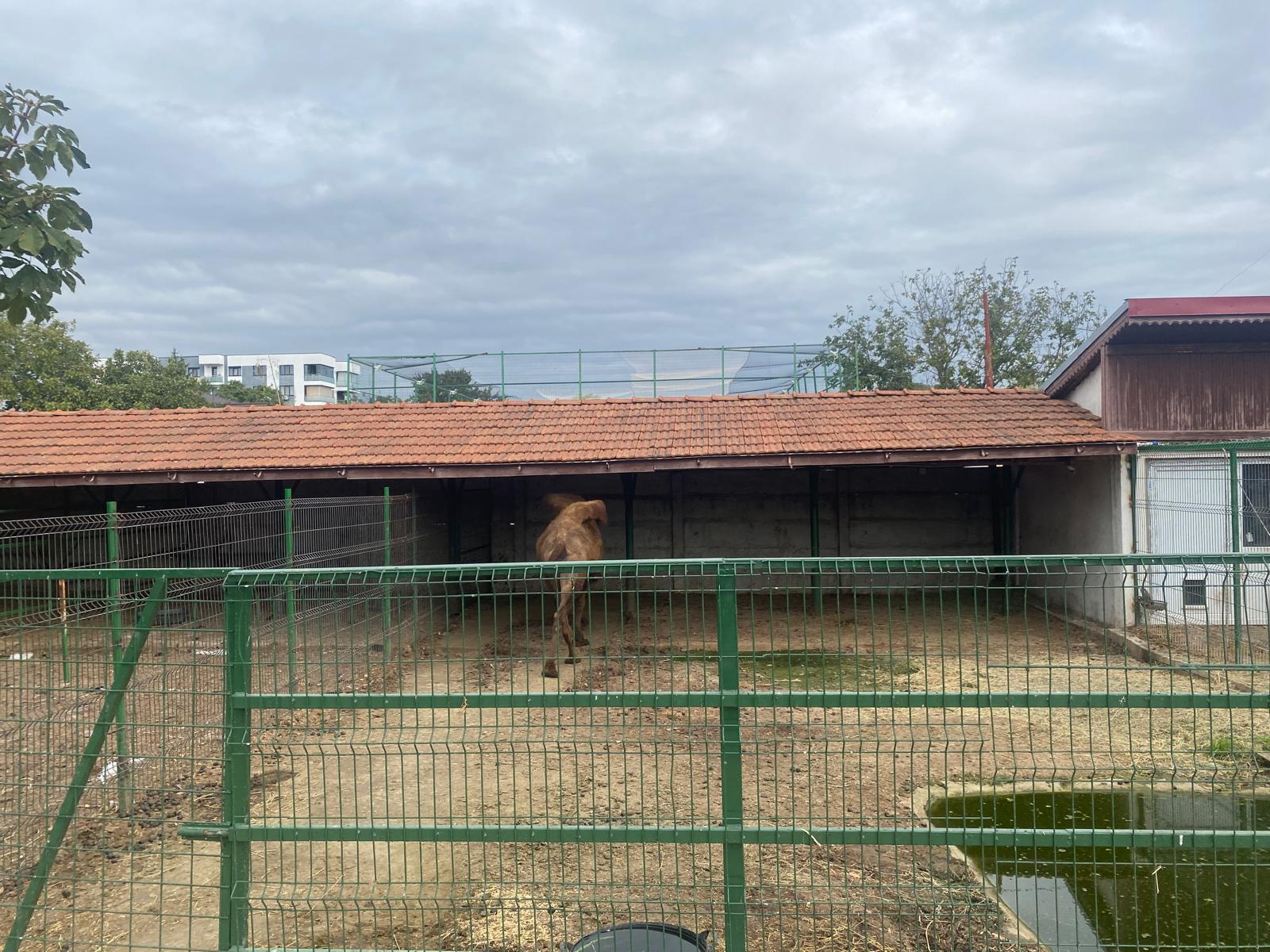 "Grădină zoo" la Nuţu Cămătaru acasă