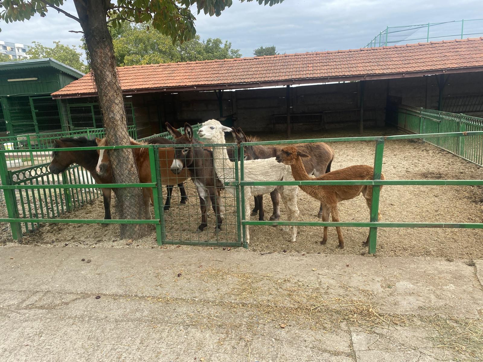 "Grădină zoo" la Nuţu Cămătaru acasă