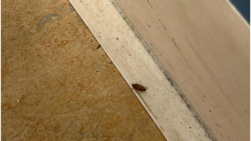 Alertă de ploşniţe la o şcoală din Sectorul 3. Părinţii sunt speriaţi că insectele rămân pe copii şi le vor invada locuinţele