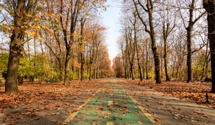 Peisaj cu copaci cu frunze colorate în galben și portocaliu și o alee lungă de promenadă în Parcul Regele Mihai I (fostul Herăstrău) din București, România, într-o zi însorită de toamnă.