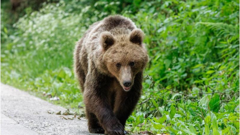 Două persoane, atacate de urs într-o localitate din Braşov. A fost emis un mesaj RO-Alert