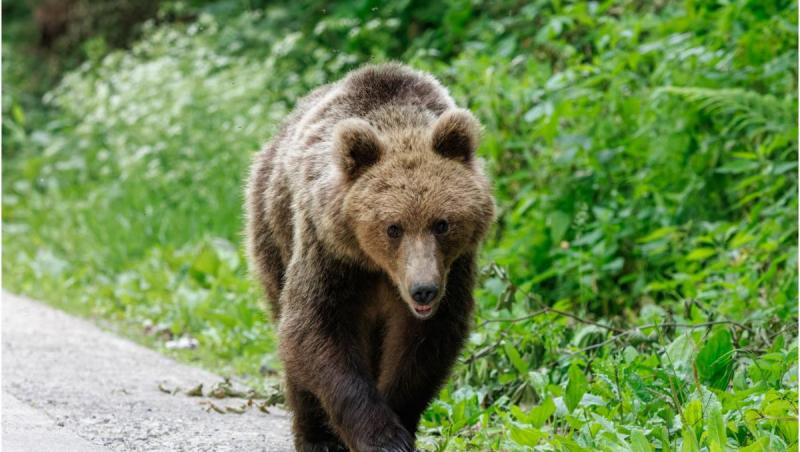 Două persoane, atacate de urs într-o localitate din Braşov. A fost emis un mesaj RO-Alert