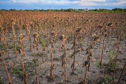 România va primi 21,6 milioane de euro de la CE pentru fermierii afectaţi de fenomenele climatice din acest an