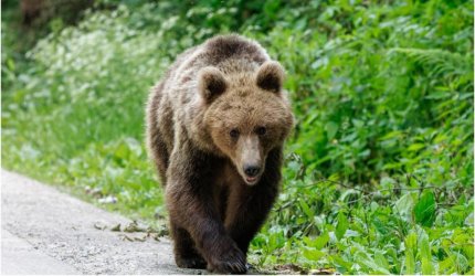 Băiat de 14 ani, atacat de urs pe Transfăgărăşan. Desfăşurare de forţe pentru găsirea animalului