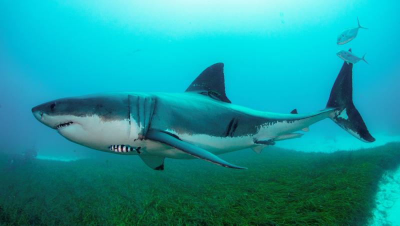 O nouă specie de rechin, descoperită în Pacific. Rechinul fantomă este fără solzi și cu botul foarte lung