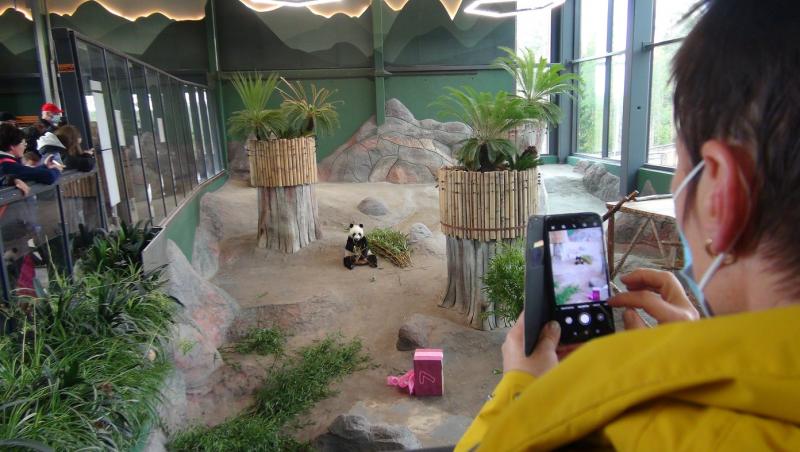 O grădină zoo din Finlanda trimite urşii panda înapoi în China şi dă vina pe inflaţie. Costuri de 1,5 milioane de euro pe an