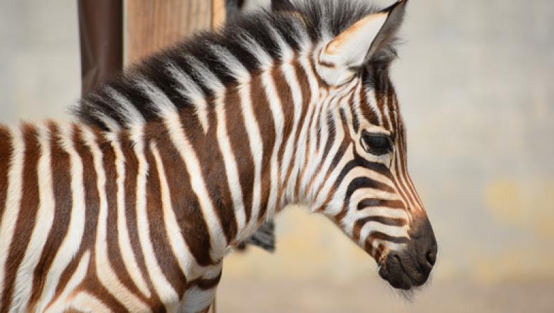 Primul pui de zebră născut în captivitate la Braşov poate fi vizitat. Iubitorii de animale sunt invitaţi să îi aleagă numele