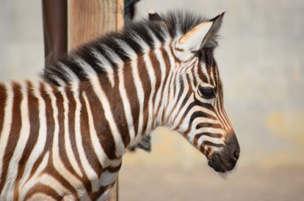 Primul pui de zebră născut în captivitate la Braşov poate fi vizitat. Iubitorii de animale sunt invitaţi să îi aleagă numele