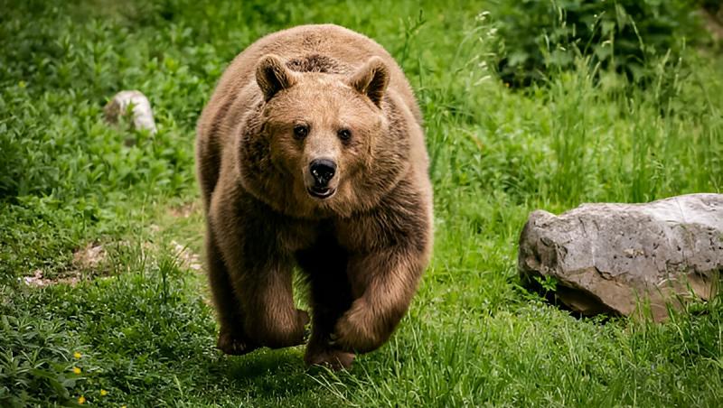 Mesaj RO-Alert pentru prezenţa unui urs, trimis din greşeală către o altă localitate