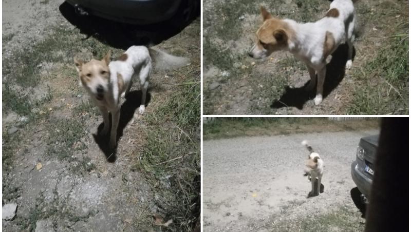 Cea mai frumoasă lecţie de iubire şi fidelitate. De când i-a murit stăpânul, Lăbuş îl plânge la cimitir sau în curtea casei în care a locuit