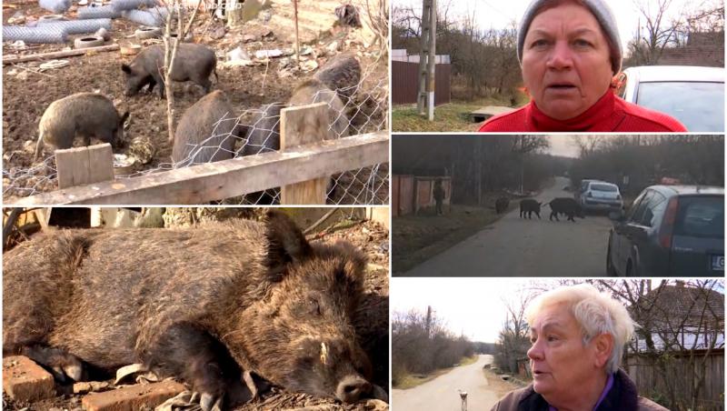 "Vin grămadă, înfometaţi". Şapte porci mistreţi terorizează un sat din Gorj. Umblă liberi pe străzi, intră în curţile oamenilor şi le distrug grădinile