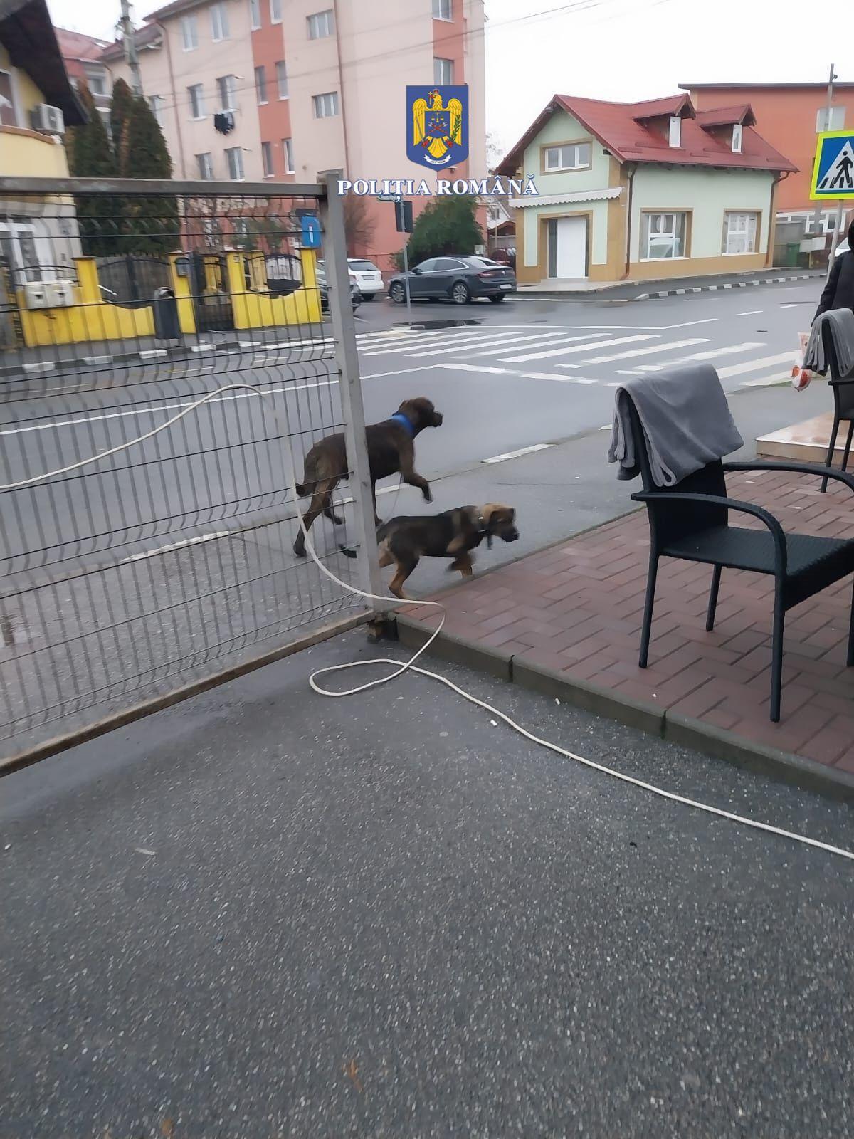 Amenda uriașă primită de o femeie din Vâlcea. Polițiștii au surprins-o plimbându-și câinii Amstaff fără lesă și botniță