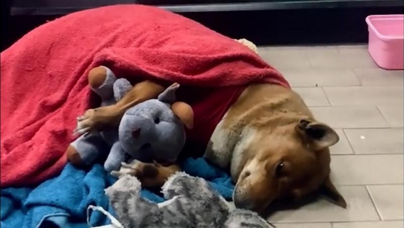 Hachiko din Korat. O căţeluşă îşi aşteaptă de luni întregi stăpânul mort în locul unde obişnuiau să stea împreună