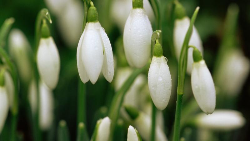 Ghioceii nu vor mai fi vestitorii primăverii, din cauza schimbărilor climatice. Au început să apară în ianuarie