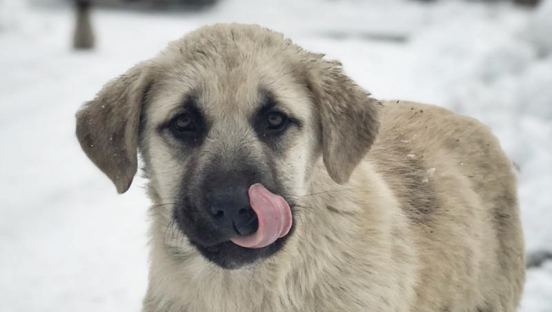 O tânără din Turceni a furat un pui de câine din rasa Kangal în timp ce era la colindat. Un astfel de exemplar costă 1.000 de lei