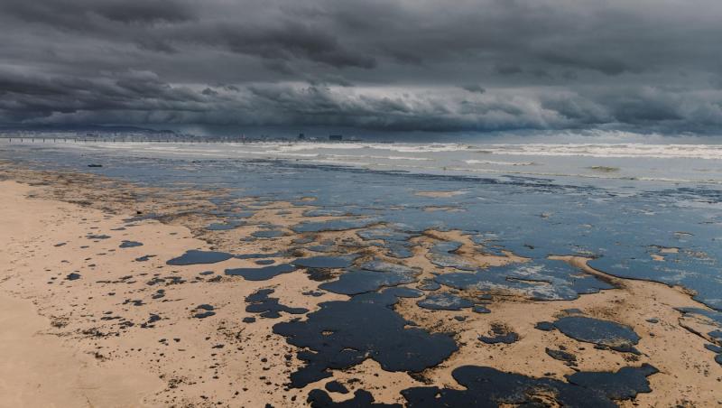 Peste 30 de delfini și alte mamifere marine au murit în Marea Neagră după scufundarea celor două petroliere rusești