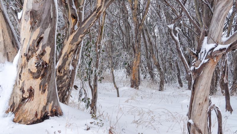 Un tânăr rătăcit în Alpii australieni a supravieţuit 2 săptămâni cu fructe de pădure. Se pierduse din cauza unei poze